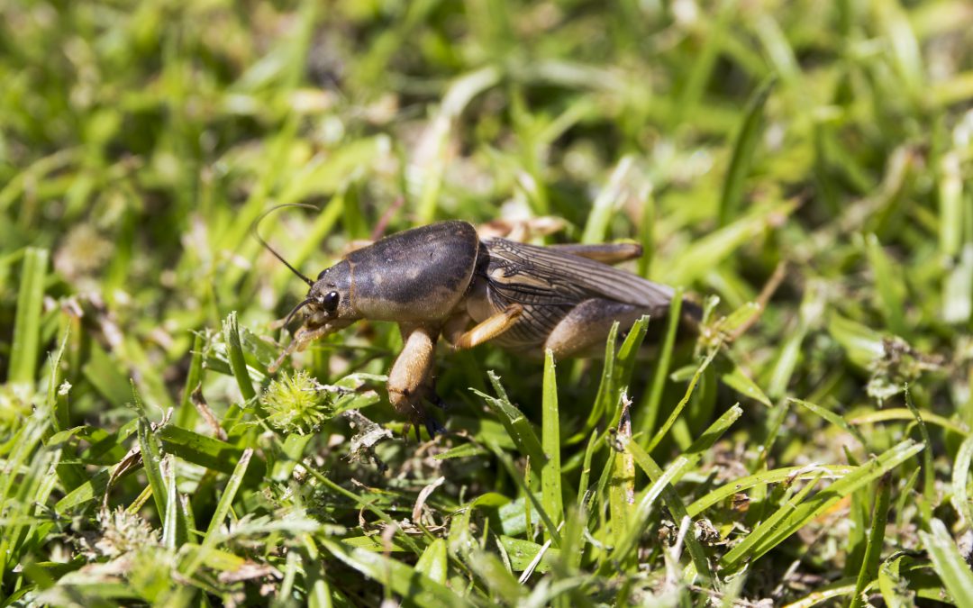 Mole Crickets