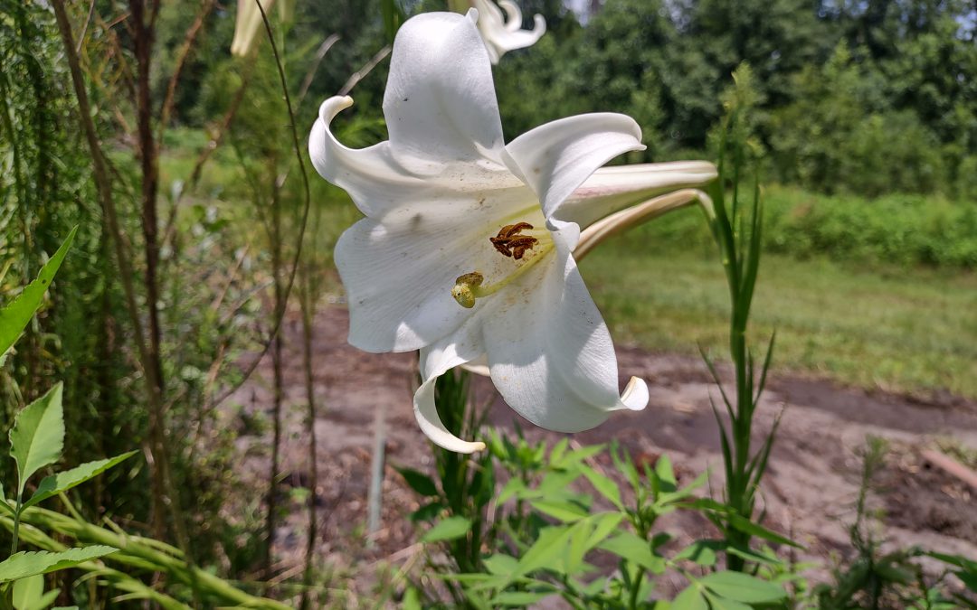 Philippine Lilies in the Panhandle