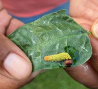 Beware of Bean Leafroller in Your Legume Crops - Growing Produce