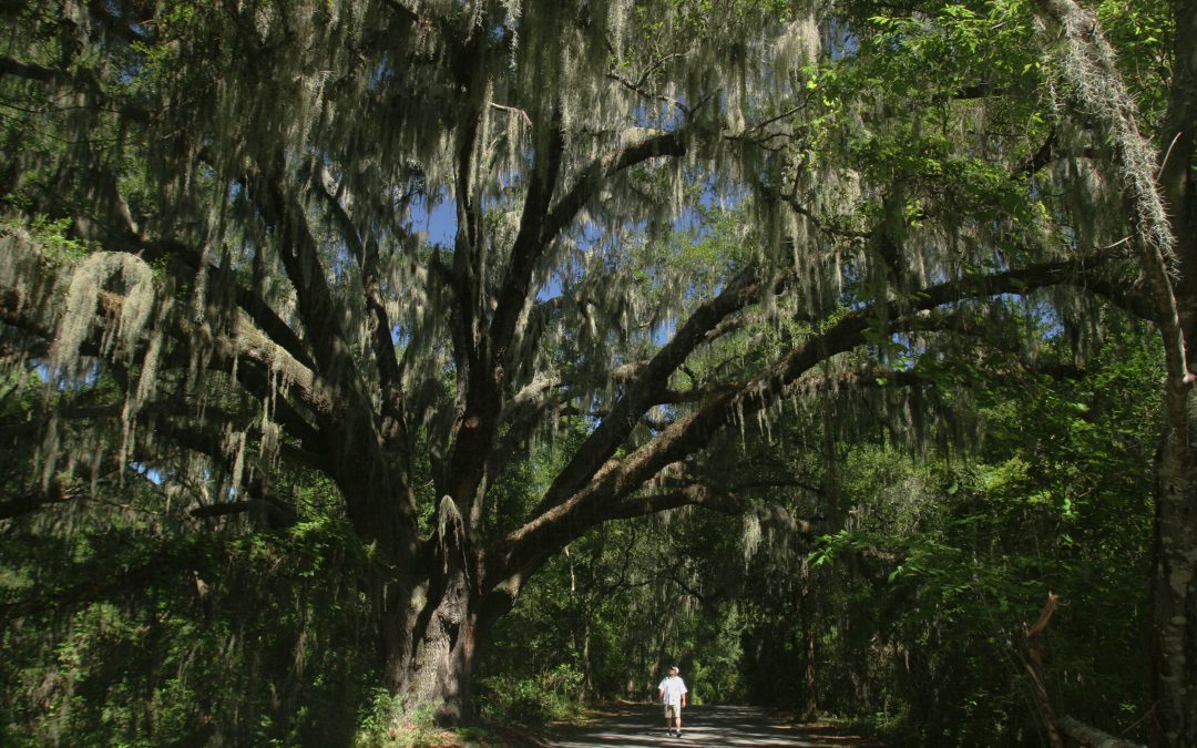 This Heat Really Makes You Appreciate a Shade Tree