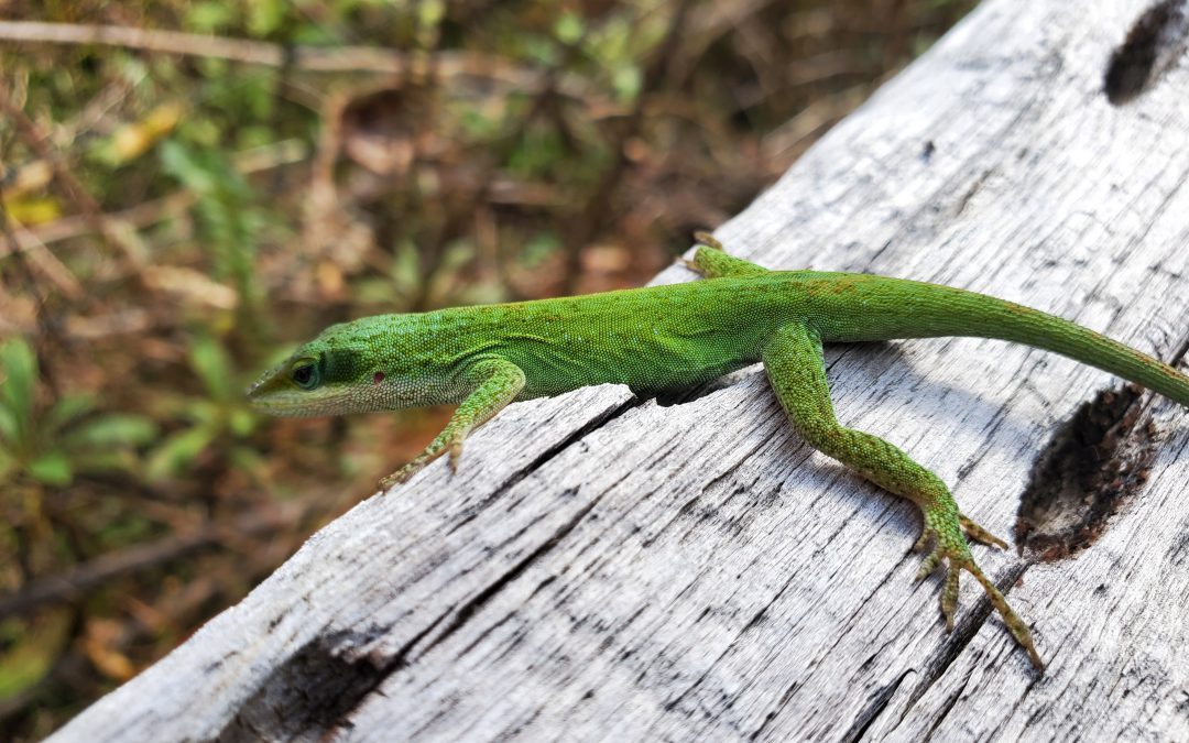 Local Lizards in Your Landscape