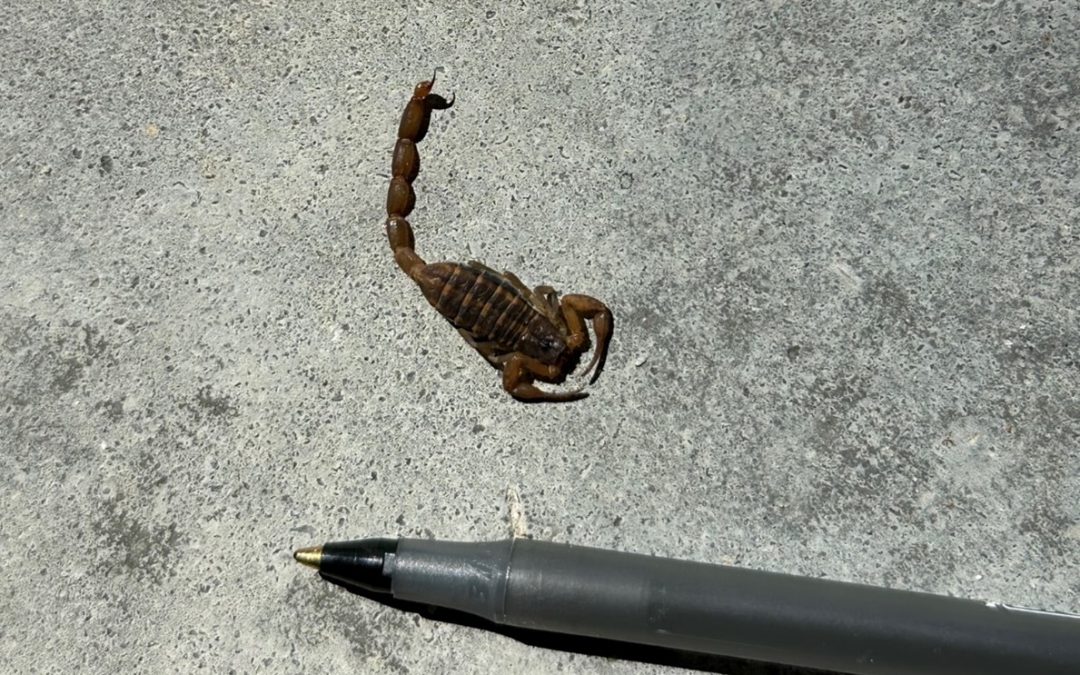 Are there Scorpions in the Panhandle?