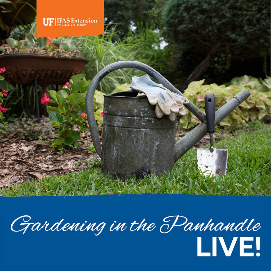 Logo Gardening in the Panhandle LIVE!