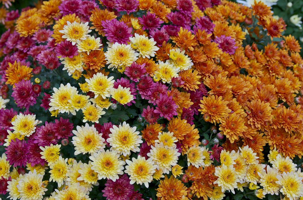 Mums – Not Just a Fall Decoration