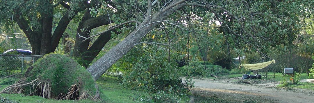Preventive Tree Care Before High Winds Strike