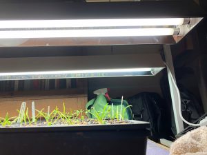 If you use fluorescent grow lights, maintain 2 to 4 inches between the top of the seedlings' canopy and the fluorescent bulbs. Photo by Molly Jameson.