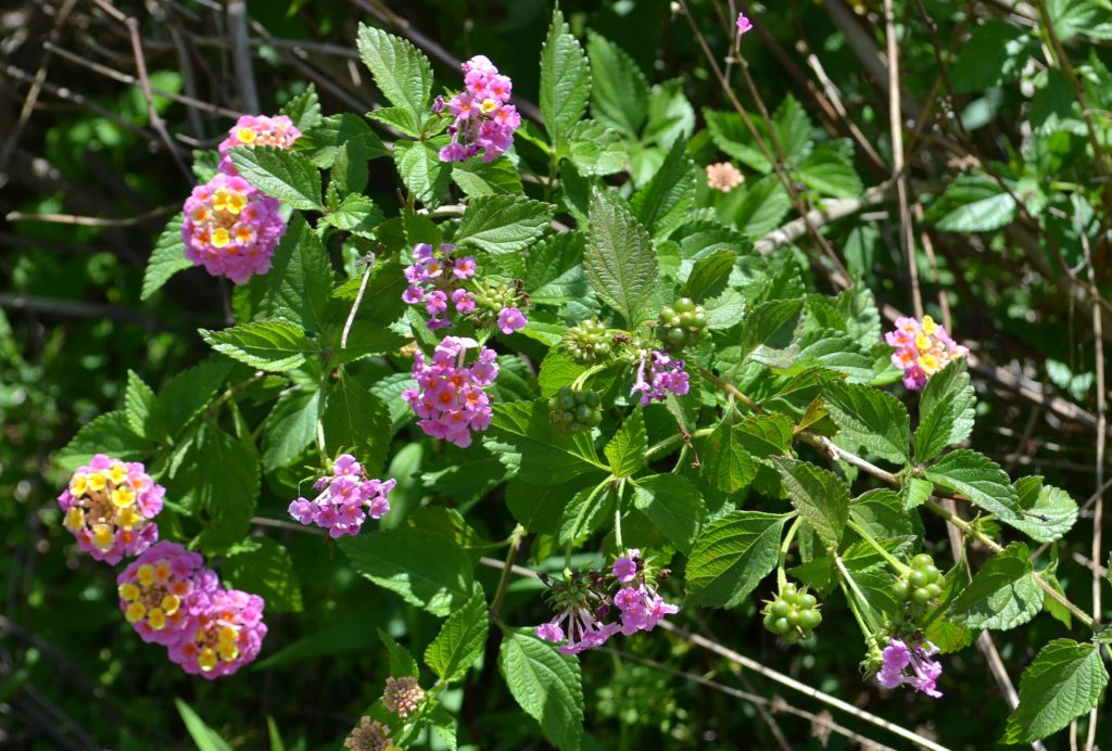 Invasive lantana