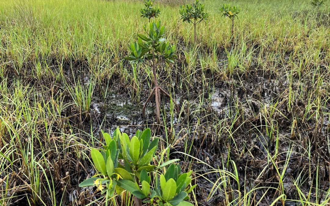 Mangroves, not just for South Florida anymore