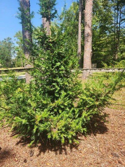 The Rare Conifer: Florida torreya (Torreya taxifolia)
