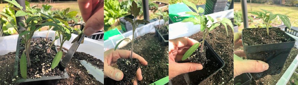 When up-potting, carefully extract each seedling using a butter knife to avoid disturbing the roots. Photos by Molly Jameson.