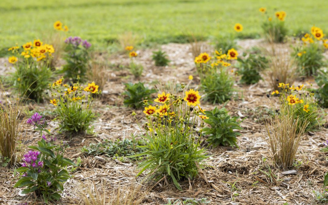 Now is the Time for Wildflower Plantings