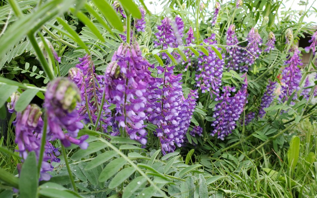 Cover Crops in the Garden