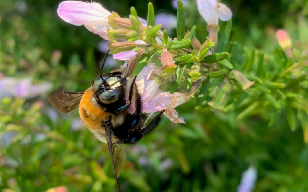 Honey bee: a Vital Pollinator and Garden Guest