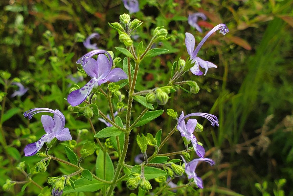 Blue Blooming Beauties of the Florida Panhandle