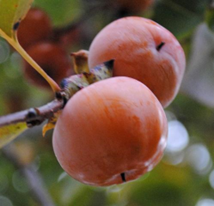 Native Fruit Trees – The Common Persimmon