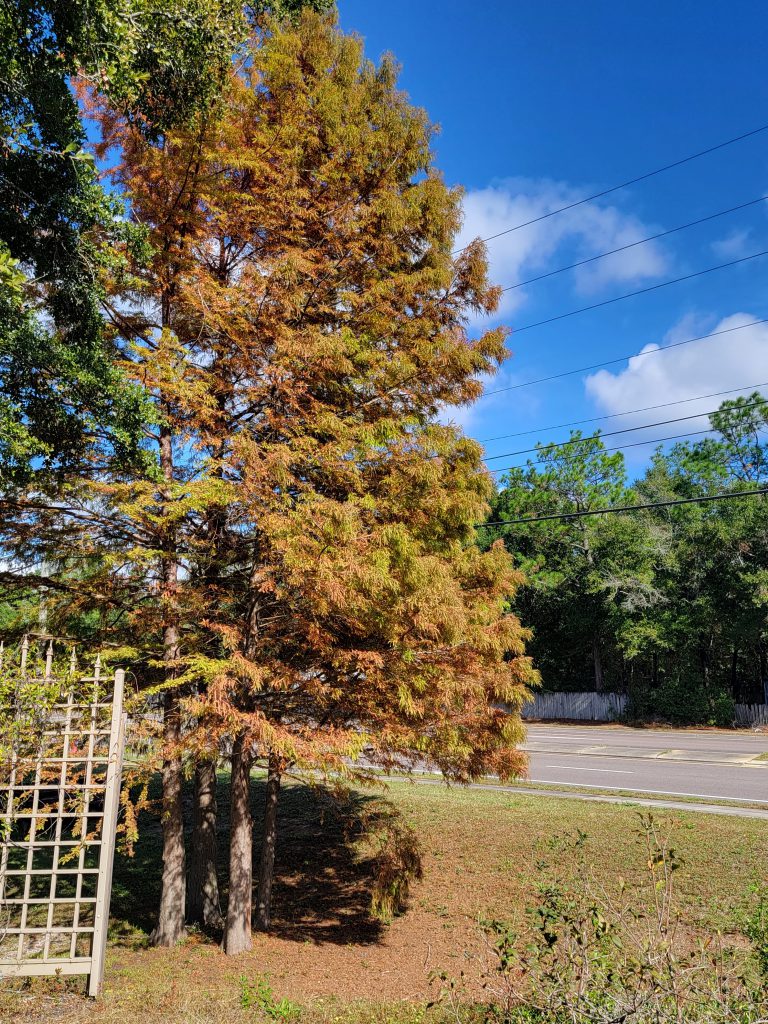 Bald cypress showing fall color