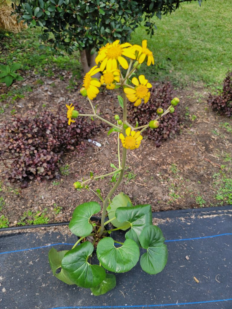 Leopard plant in bloom