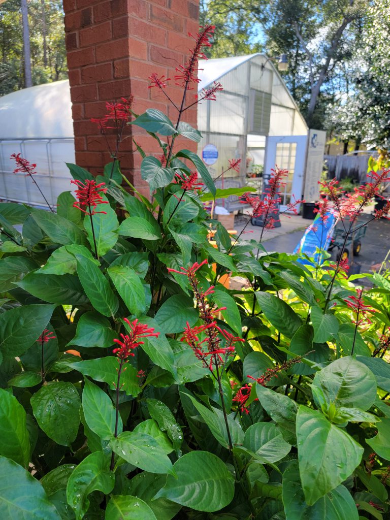 Fire spike in bloom