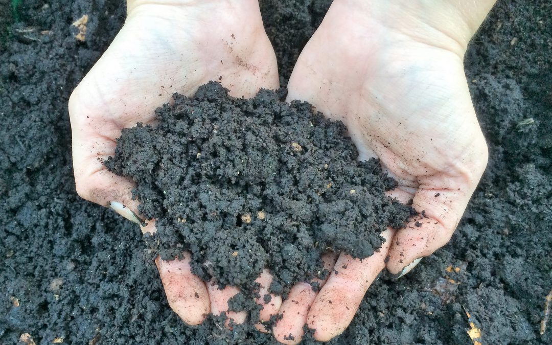 Scraps to Soil: Worm Your Way into Composting