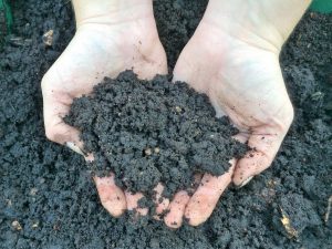 Finished vermicompost has a crumbly, earthy texture that enhances soil structure, improving its water retention and aeration properties for healthier, more resilient plants. Photo by UF/IFAS.