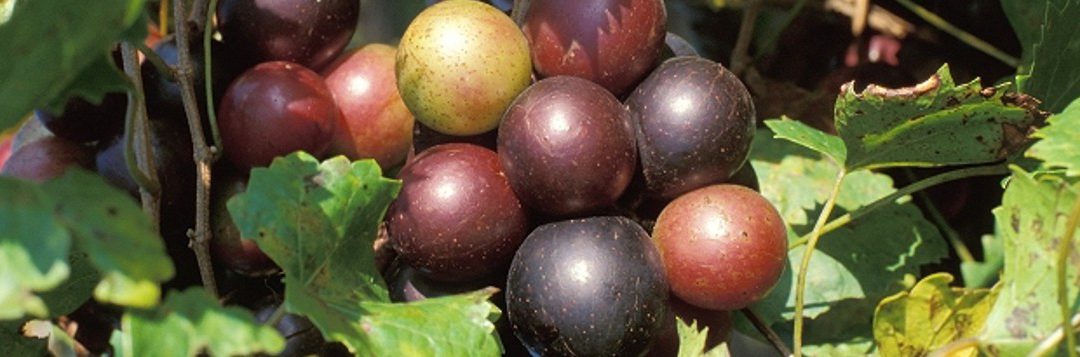 Muscadine Grapes, a Southern Treat