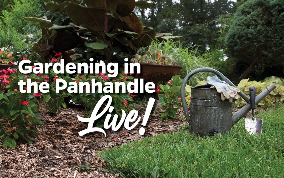 2024 Gardening in the Panhandle LIVE! New Year – New Format