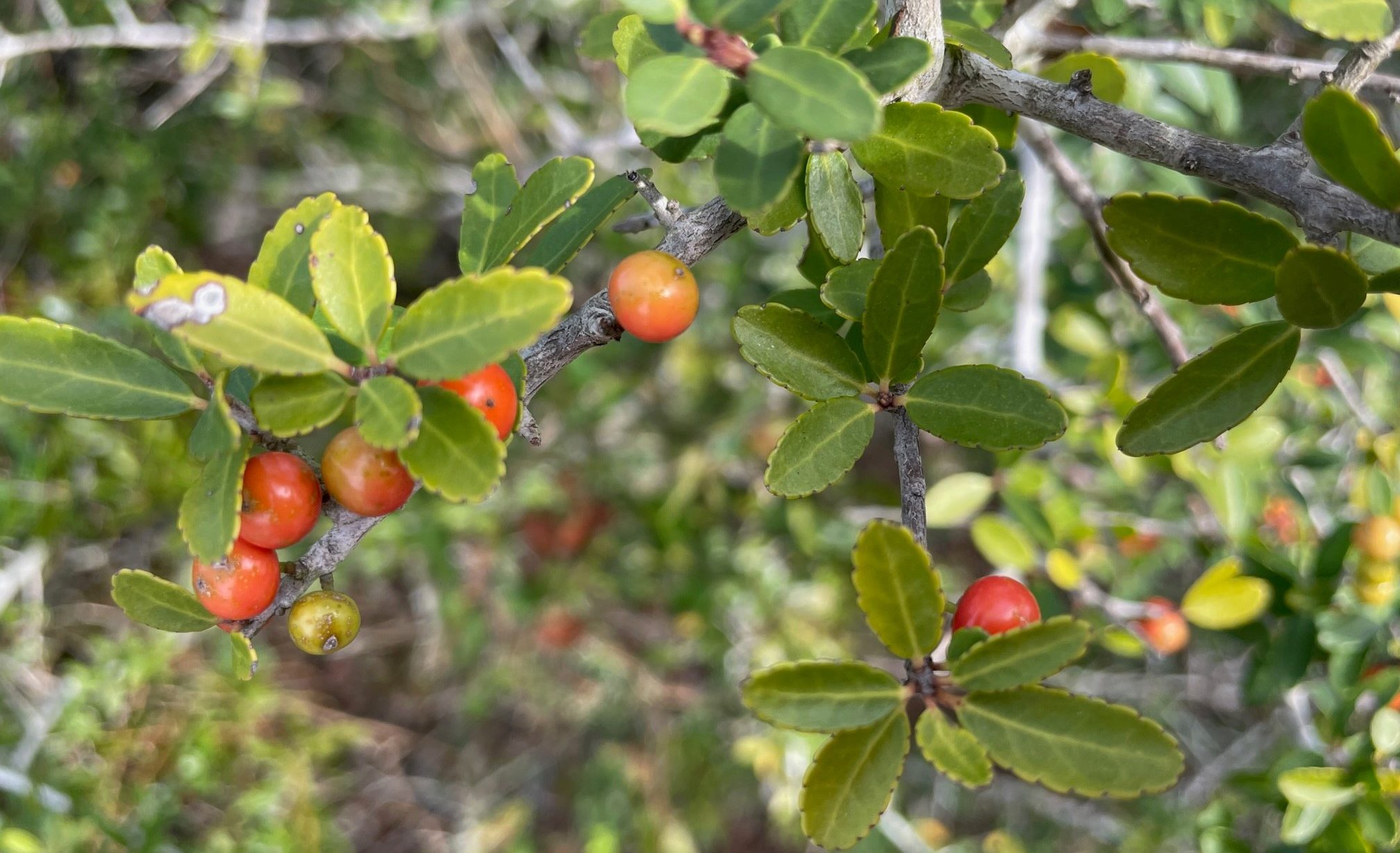 Yaupon Holly | Gardening in the Panhandle