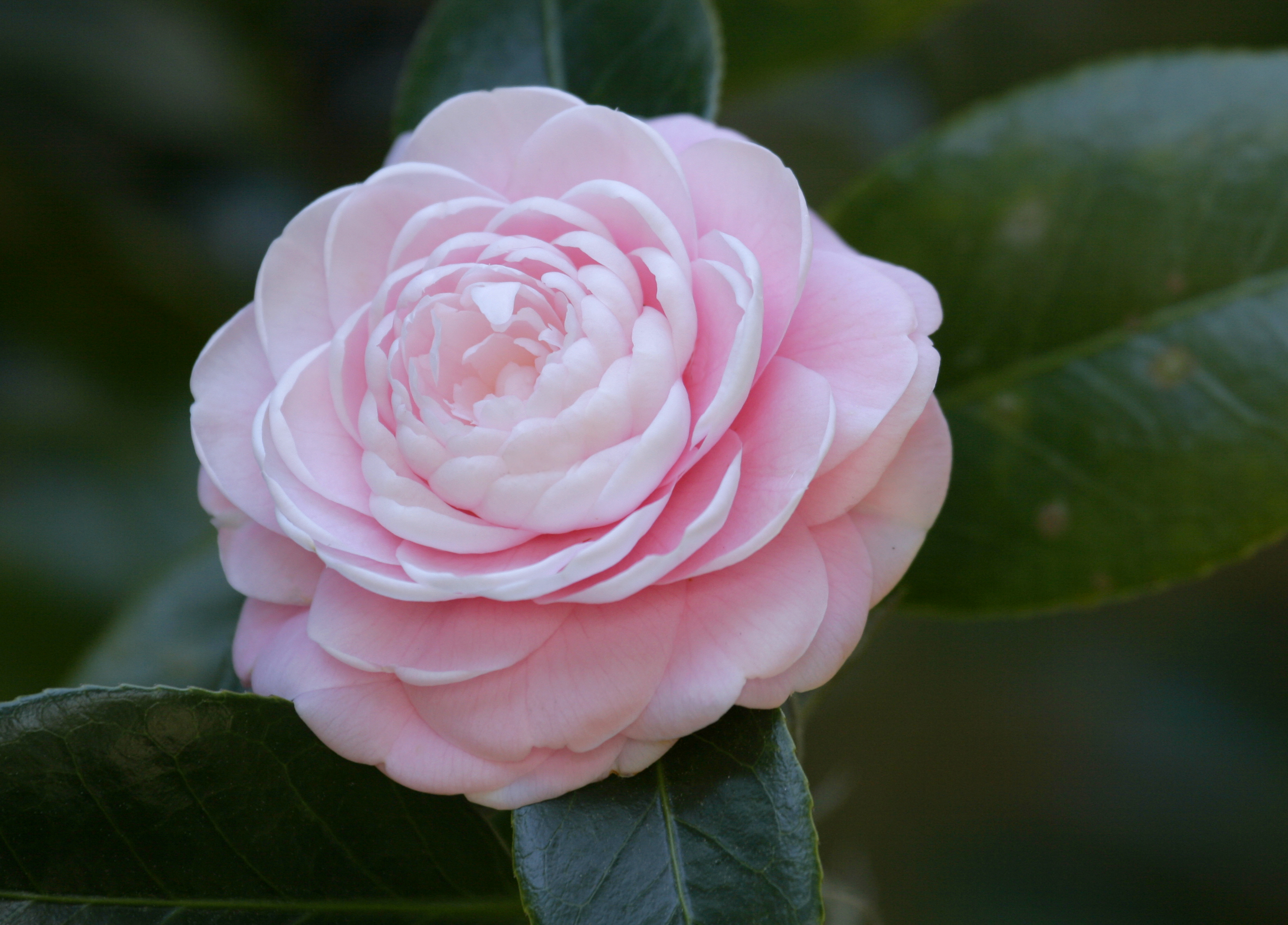 Camellia -The Rose of Winter
