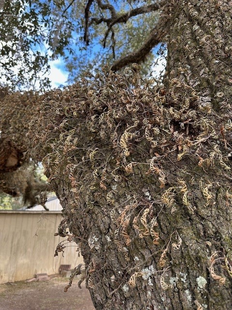 Dried fern fronds on tree trunk.