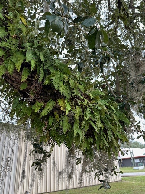 Resurrection fern and Spanish moss on live oak branch.