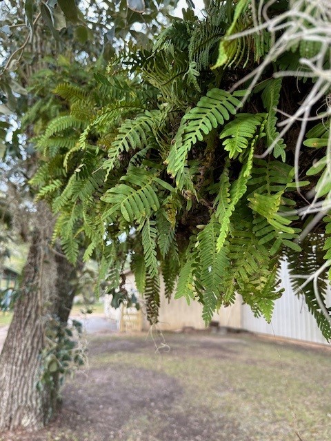 Ferns attached to oak branch.