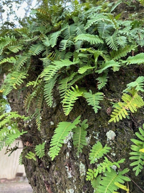 Resurrection fern attached to the trunk of a live oak.