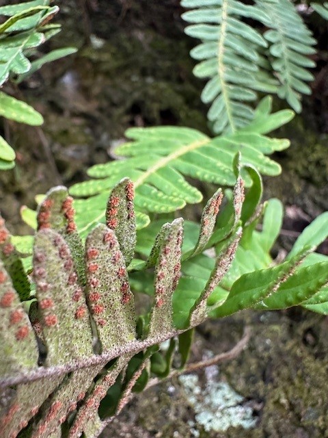 Spores on the underside of a fern frond.