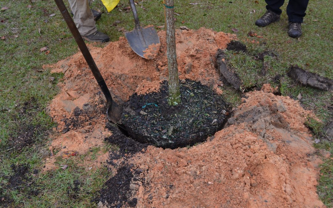 Video: Tree Planting Basics
