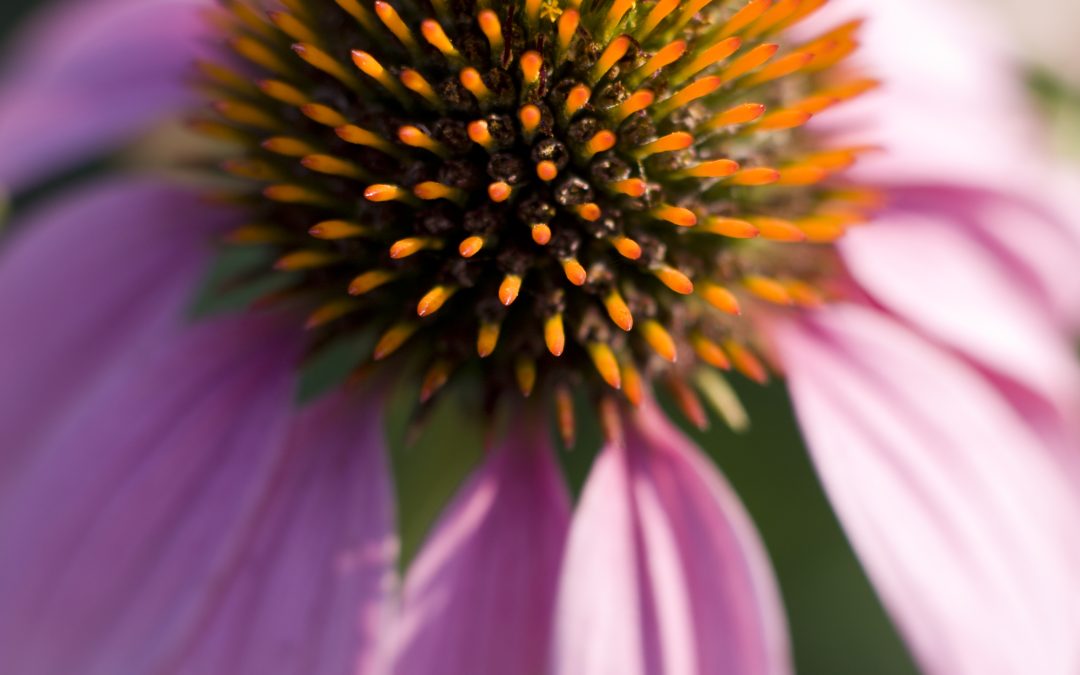 Anthracnose and Aster Yellowing Diseases Recently Diagnosed