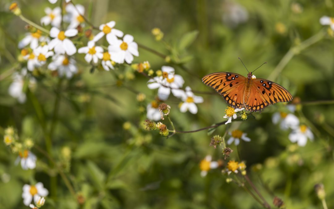 Creating a Pollinator Paradise: Attracting Bees, Butterflies, and Birds to Your Garden