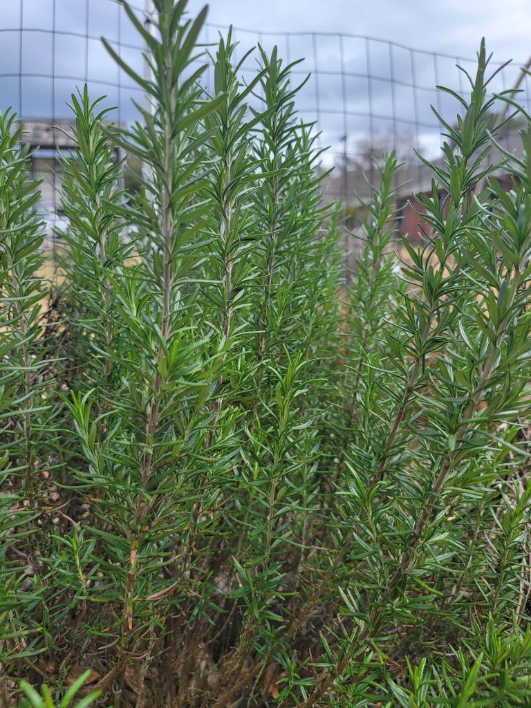 Rosemary bush