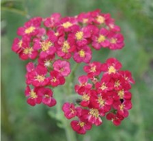 The Art of Propagating Yarrow: A Guide to Successful Growth