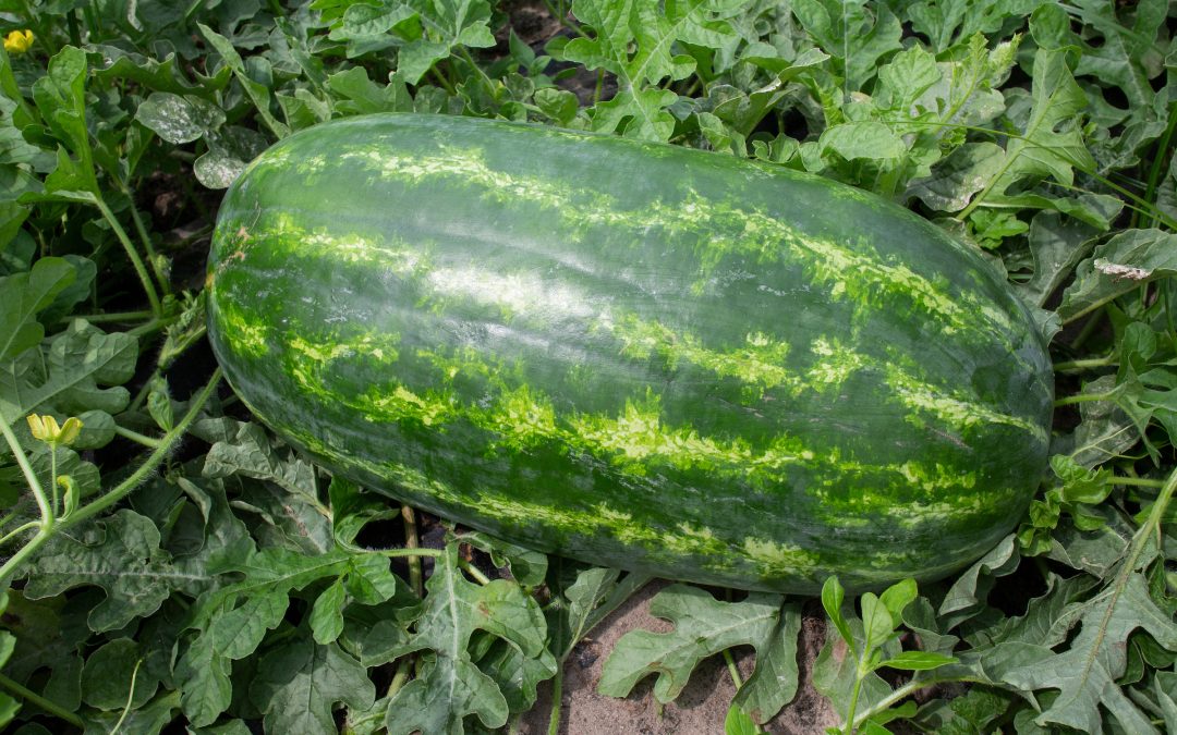 Panhandle Watermelon Festival Big Melon Contest – Entries Accepted June 19 & 20