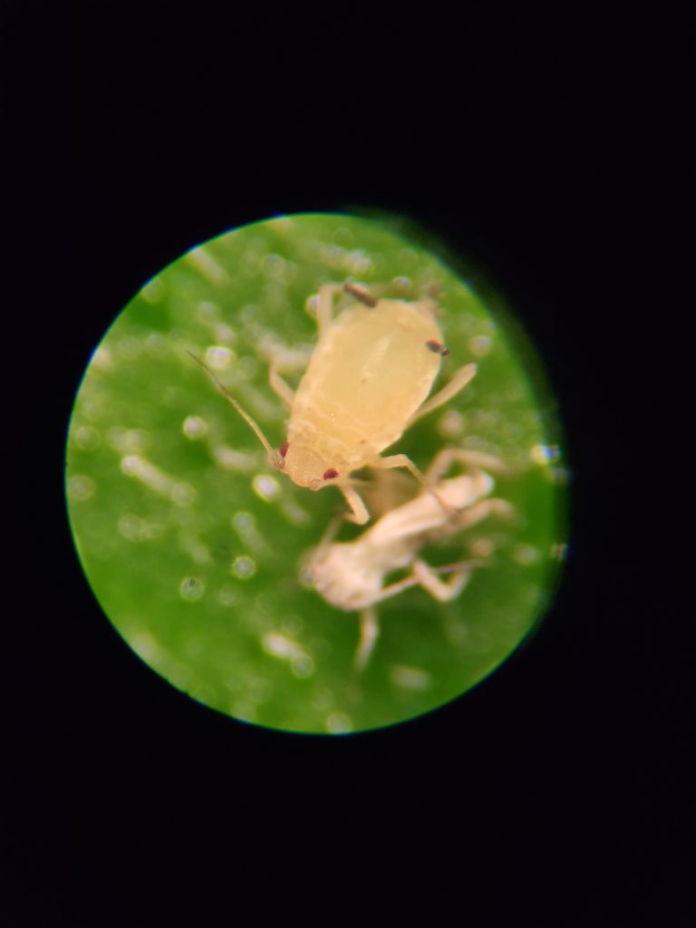 Aphid nymph