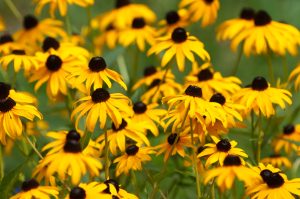 Black-eyed Susans are not only visually appealing but also serve as valuable nectar sources for pollinators, attracting butterflies, bees, and other beneficial insects to the garden or natural habitat. Photo by Green Stock Creative, Adobe Stock.