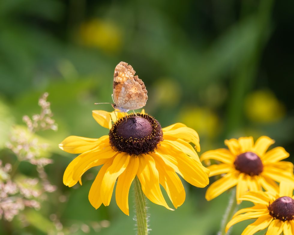 Yellow Spring Wildflowers in Florida | Gardening in the Panhandle