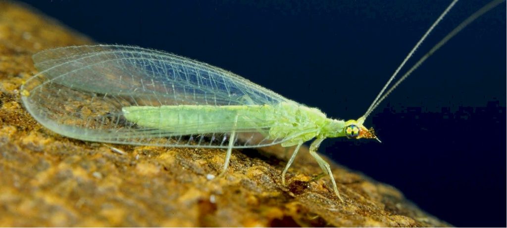 Green lacewing 