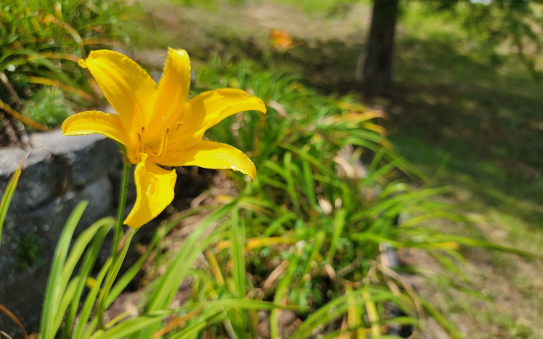 Daylilies in the Landscape