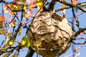 Vespa velutina secondary nest, with adult hornets huddled together warming up in the sun. Photo by YVO-Photos, Adobe Stock.