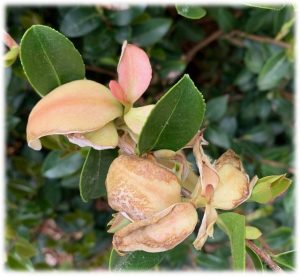 Swollen leaves on sasanqua camellia as a result of Exobasidium fungus