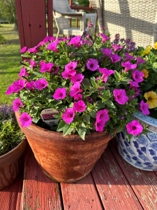 Petunia 'Jazzberry' growing in a container.