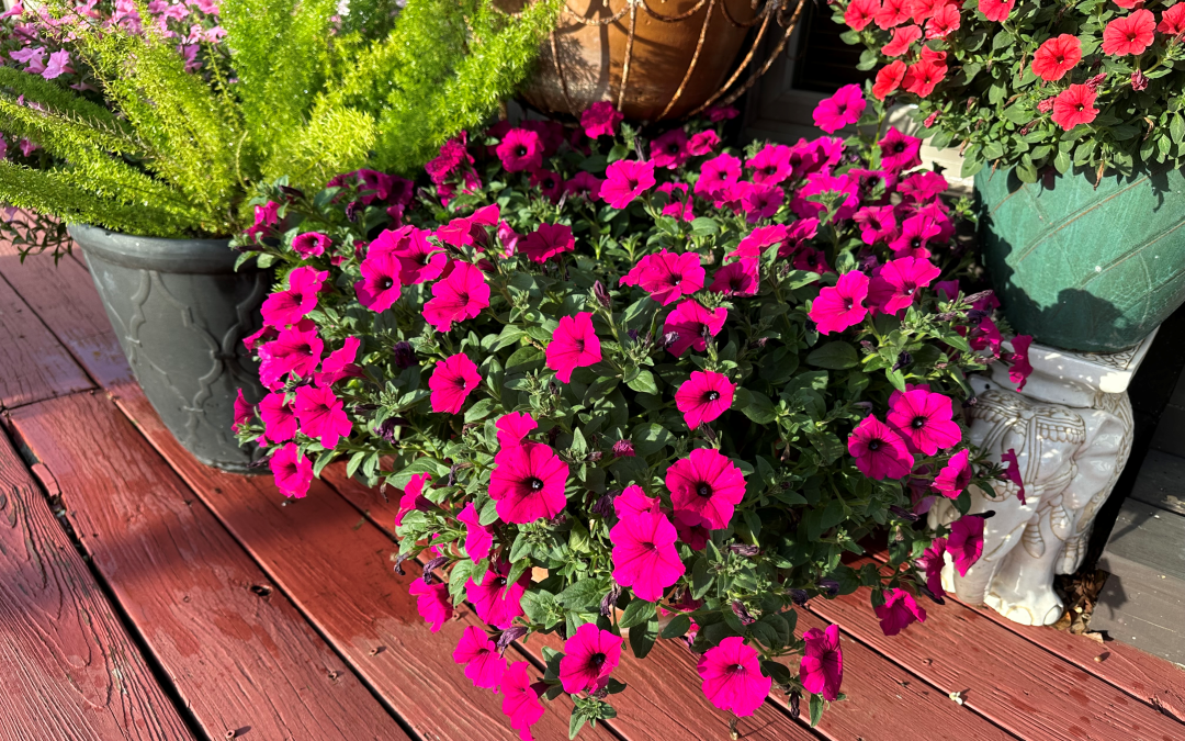 Easy Spring Color with Petunias