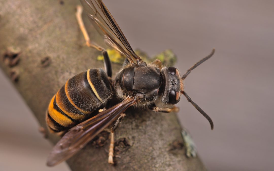 Invasive ‘Yellow-Legged Hornet’ Poses Threat to Honey Bees