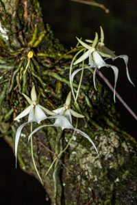 Ghost orchids (Dendrophylax lindenii) can provide shelter and nesting sites for arboreal ants, which in turn, may aid in pollination.